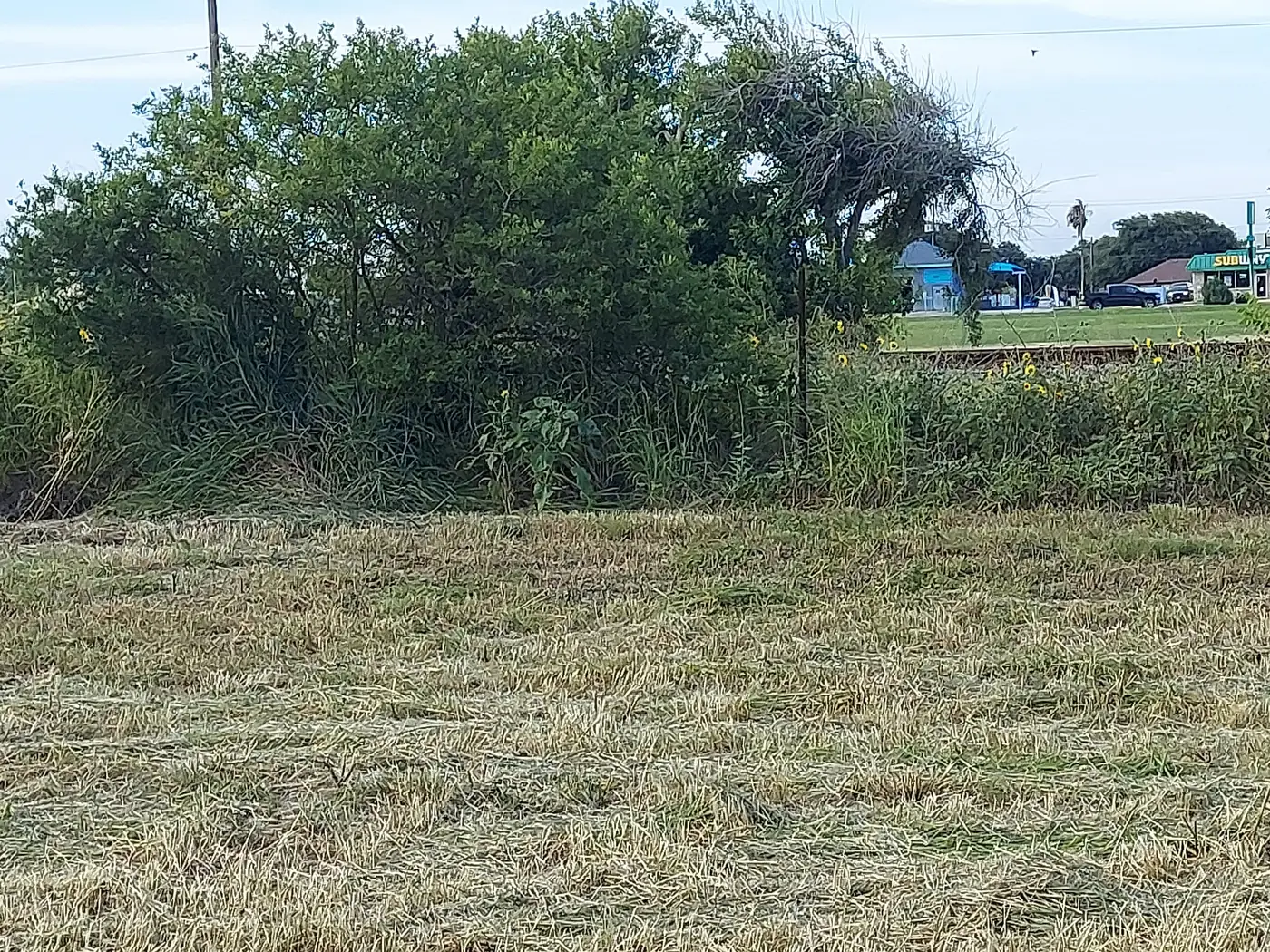 Large field mowed down to a clean slate — Coastal Bend