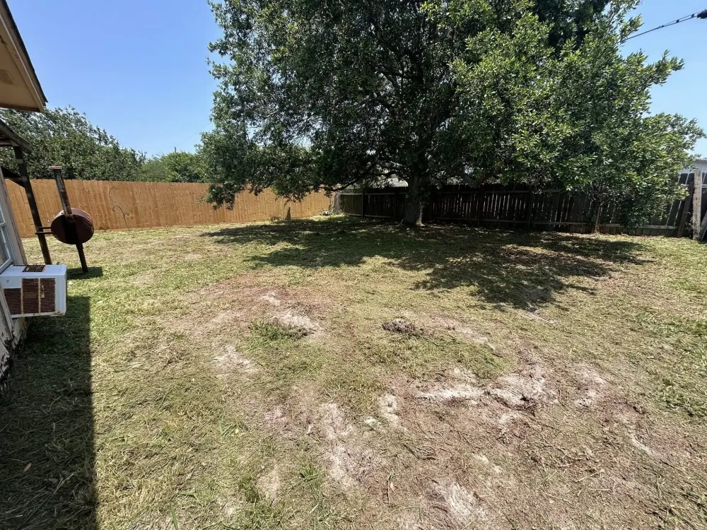 Backyard Overgrowth — after