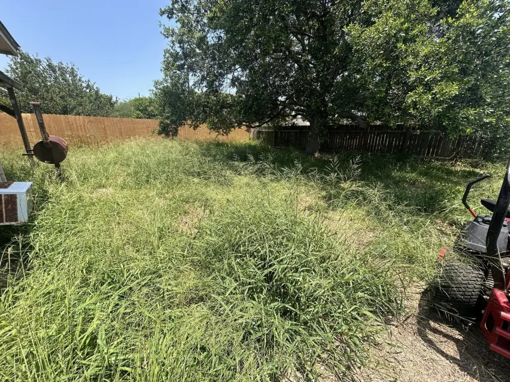 Backyard Overgrowth — before