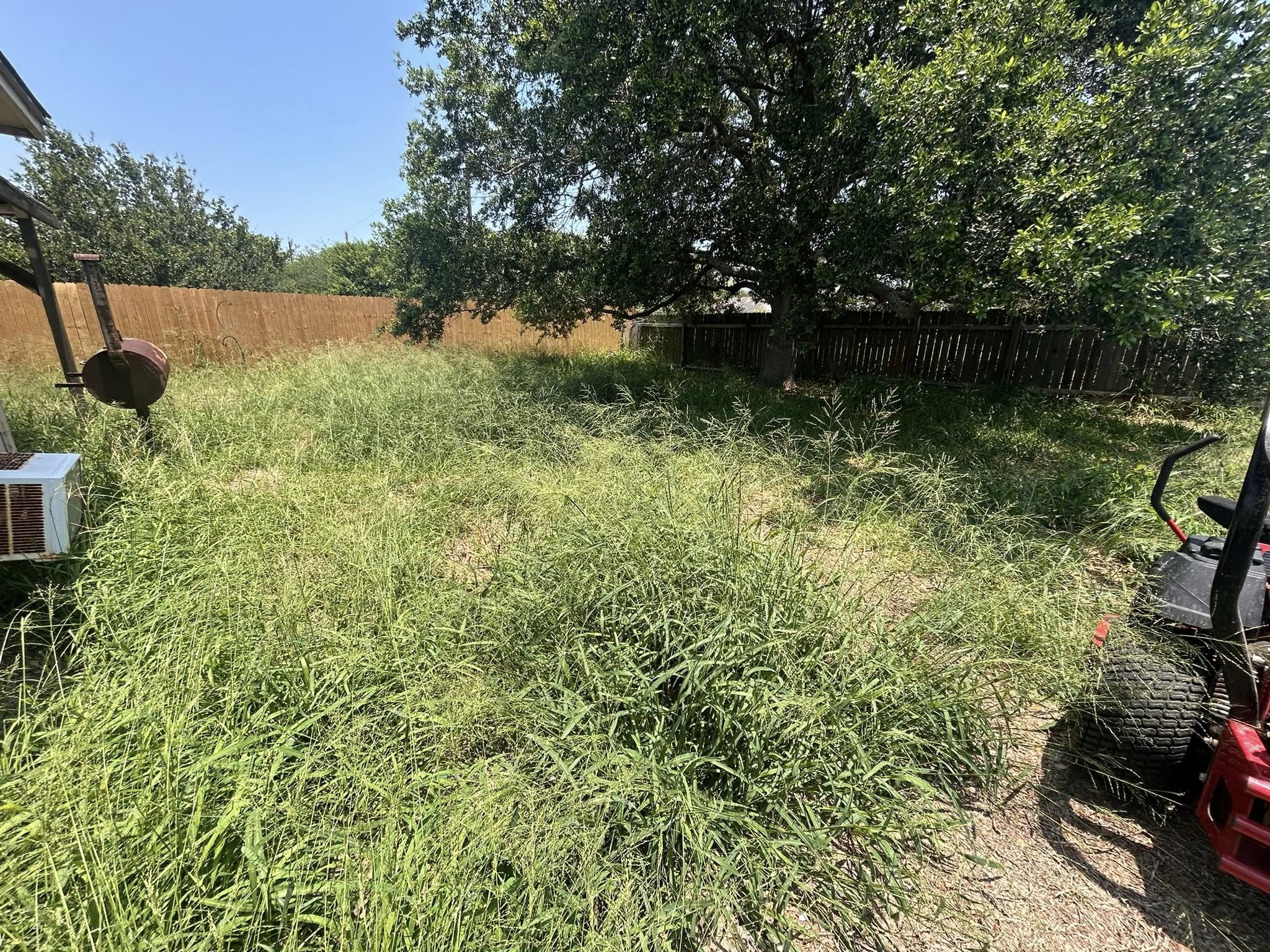 Backyard Overgrowth — before