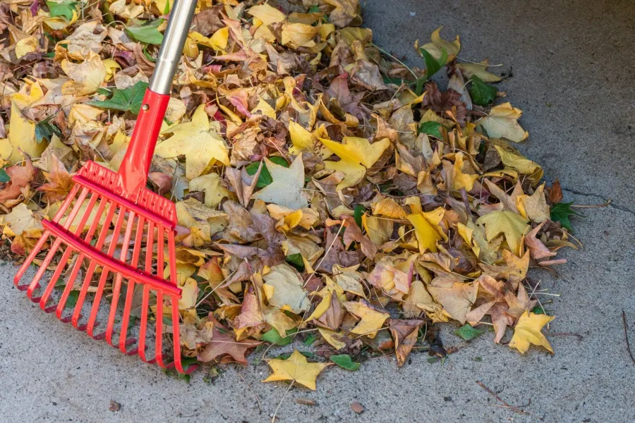 Leaf Raking