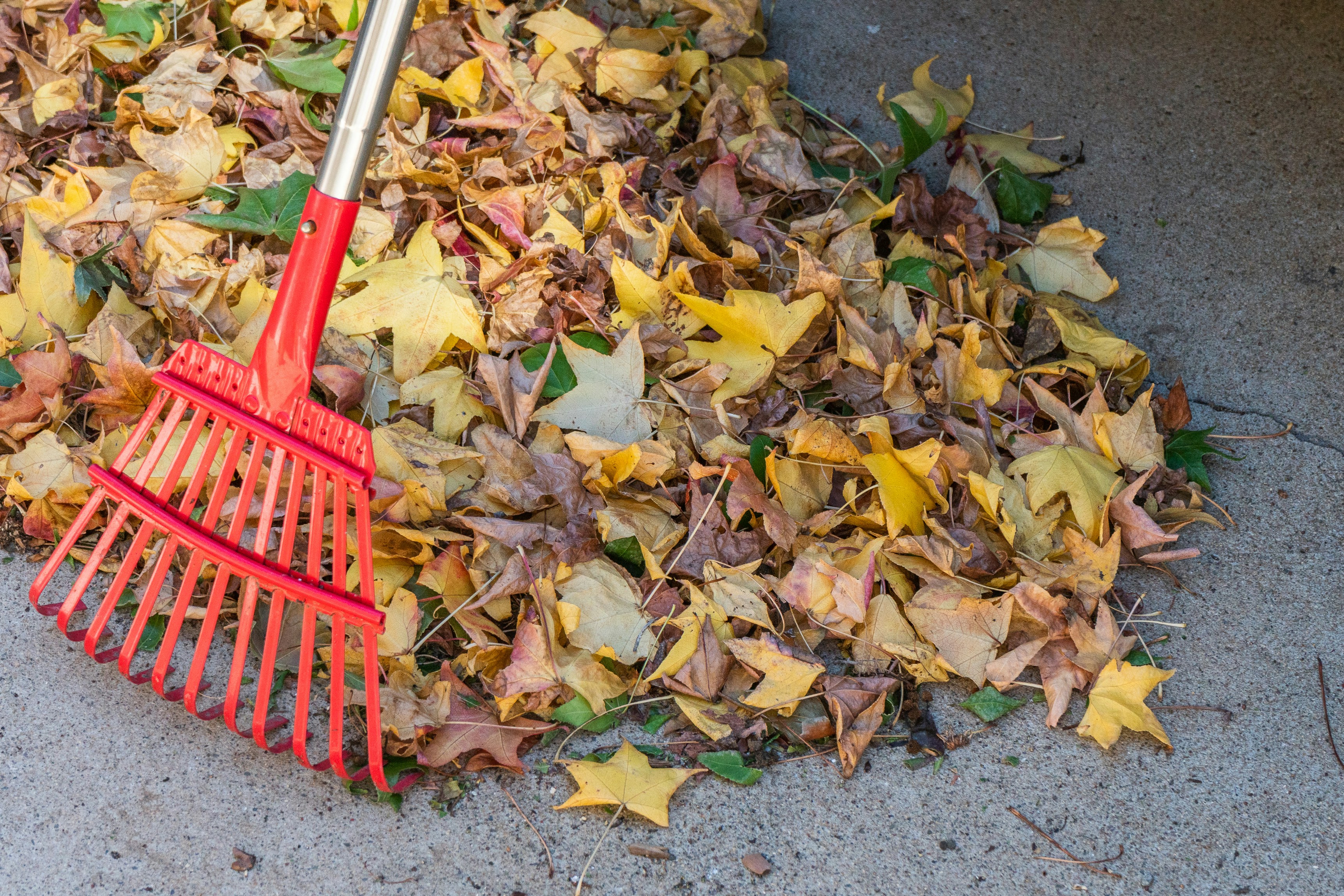 Leaf Raking