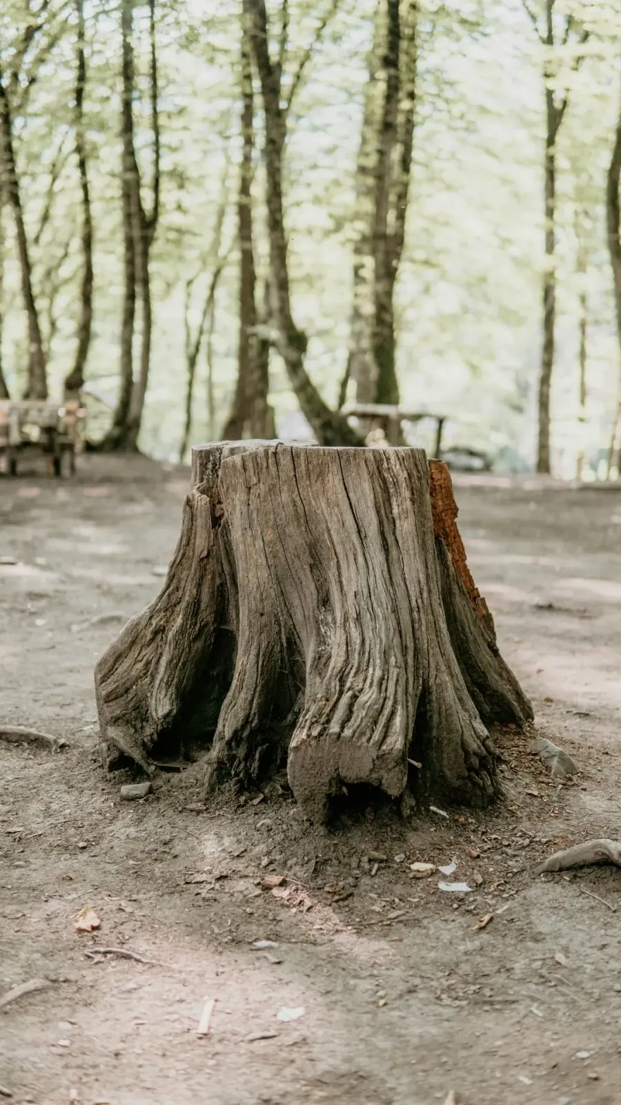 Stump Removal