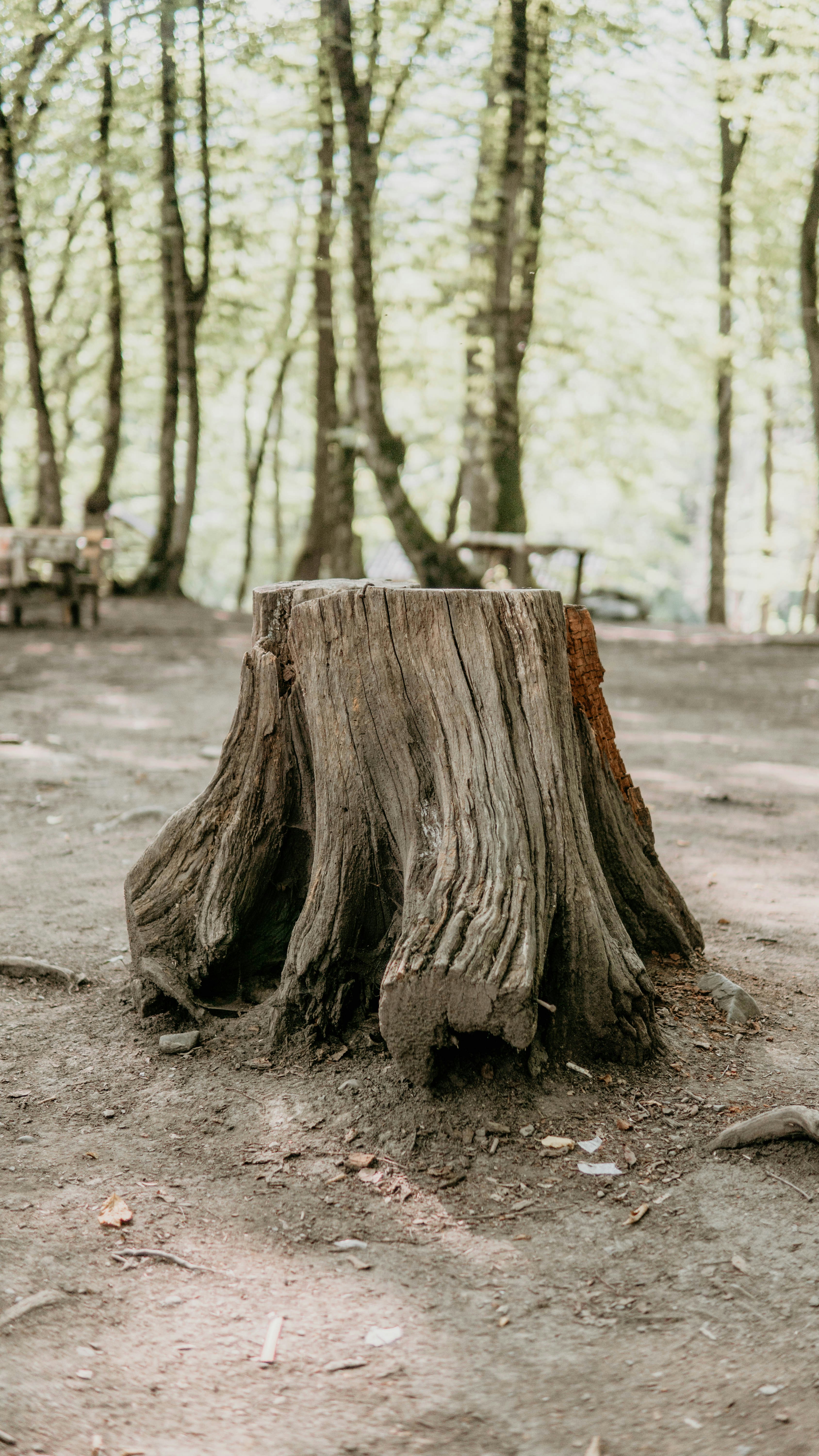 Stump Removal